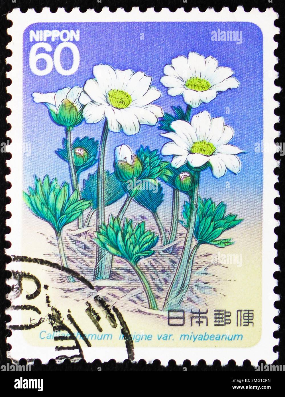 MOSCOW, RUSSIA - DECEMBER 25, 2022: Postage stamp printed in Japan shows Callianthemum, Alpine Plants (5th series) serie, circa 1985 Stock Photo
