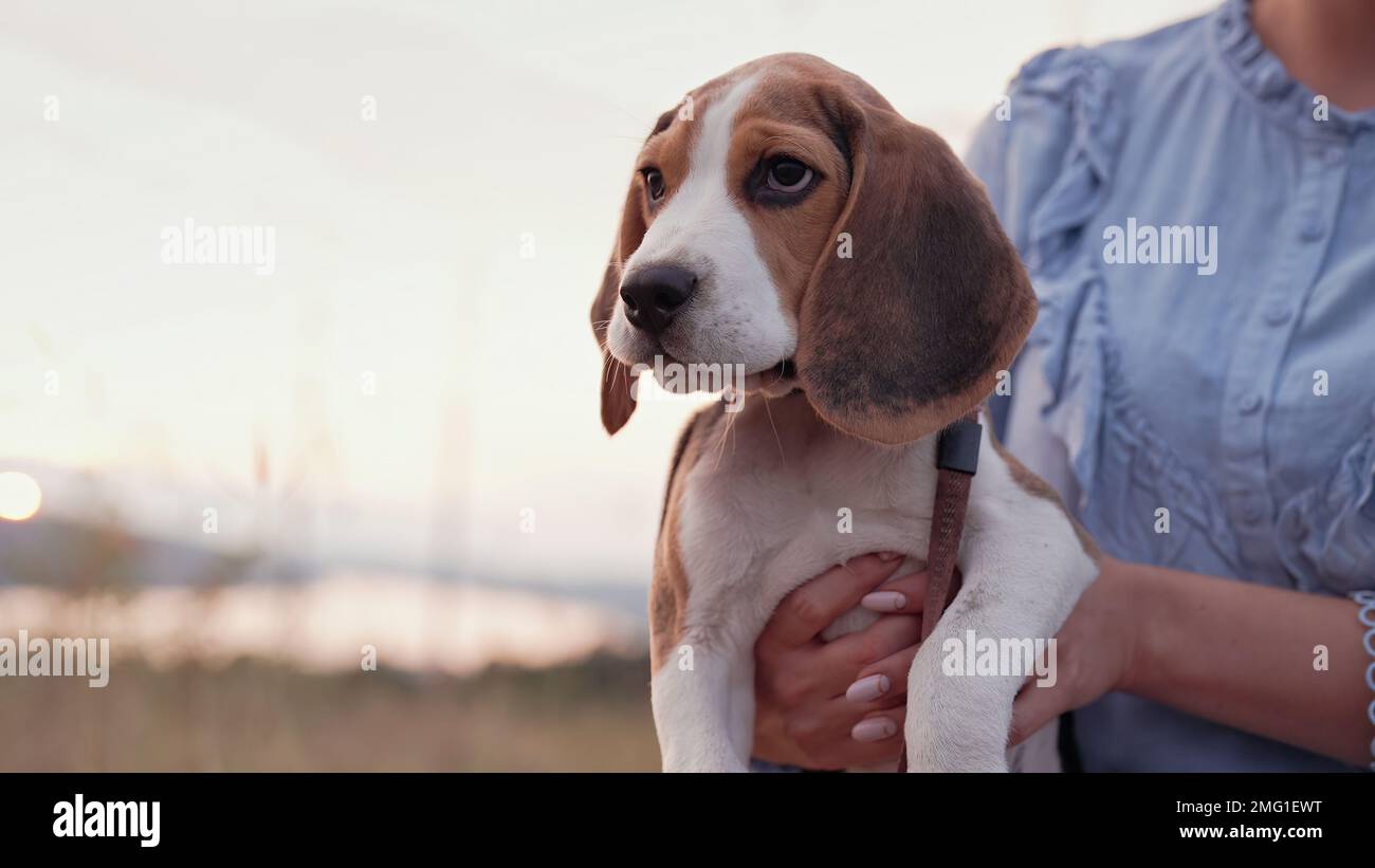 Beagle puppy with his owner. Woman stroking dog on blue backdrop. Cute lovely pet, new member of family. High quality photo Stock Photo