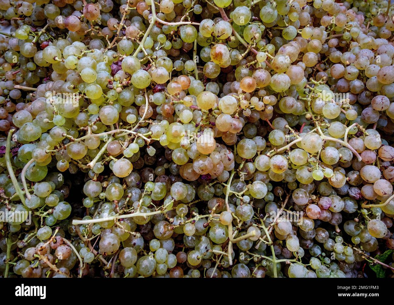 Grapes are seen in the steep Calmond vineyard over the Mosel river in ...