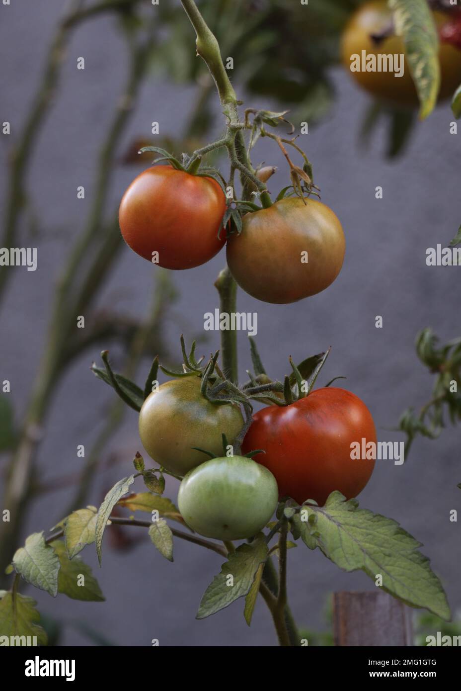 Green and red tomatoes in the garden Stock Photo - Alamy