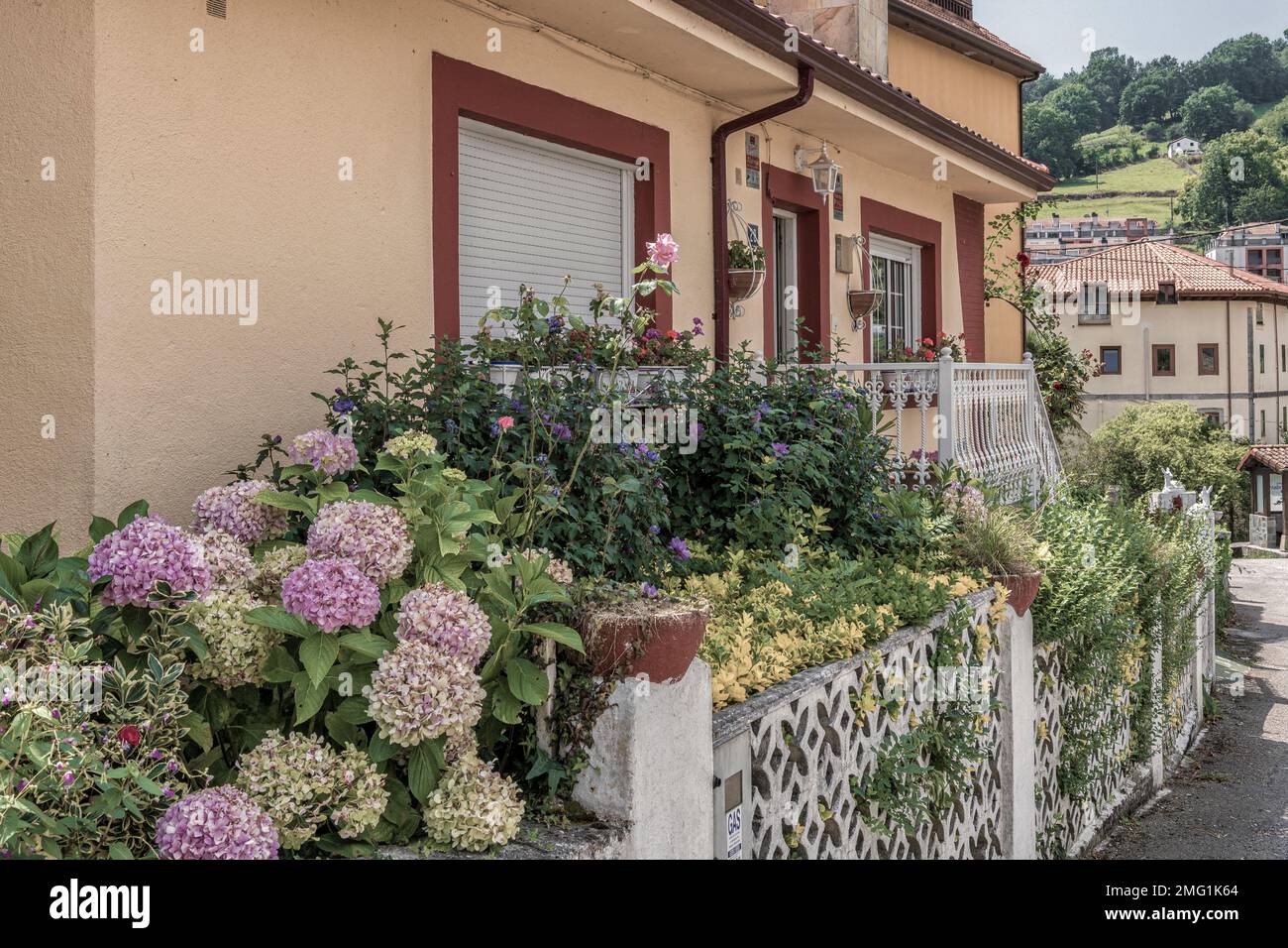 terrace full of hydrangeas and flowers and green leaves of the bushes on the facade of an individual villa in the town of Arredondo, Cantabria, Spain. Stock Photo