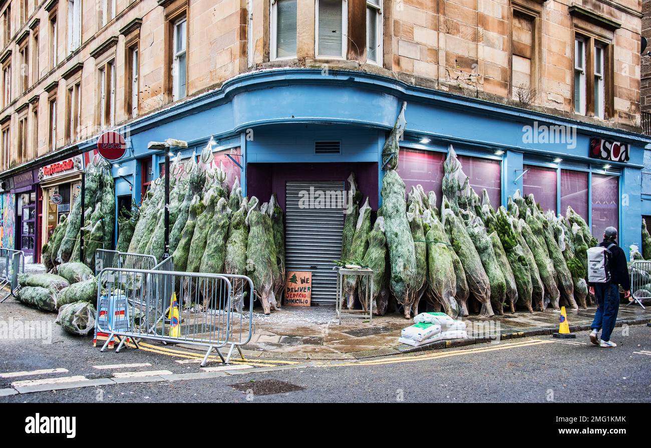 Large number of Christmas Trees for sale at shop corner, Merchant City, Glasgow. Stock Photo