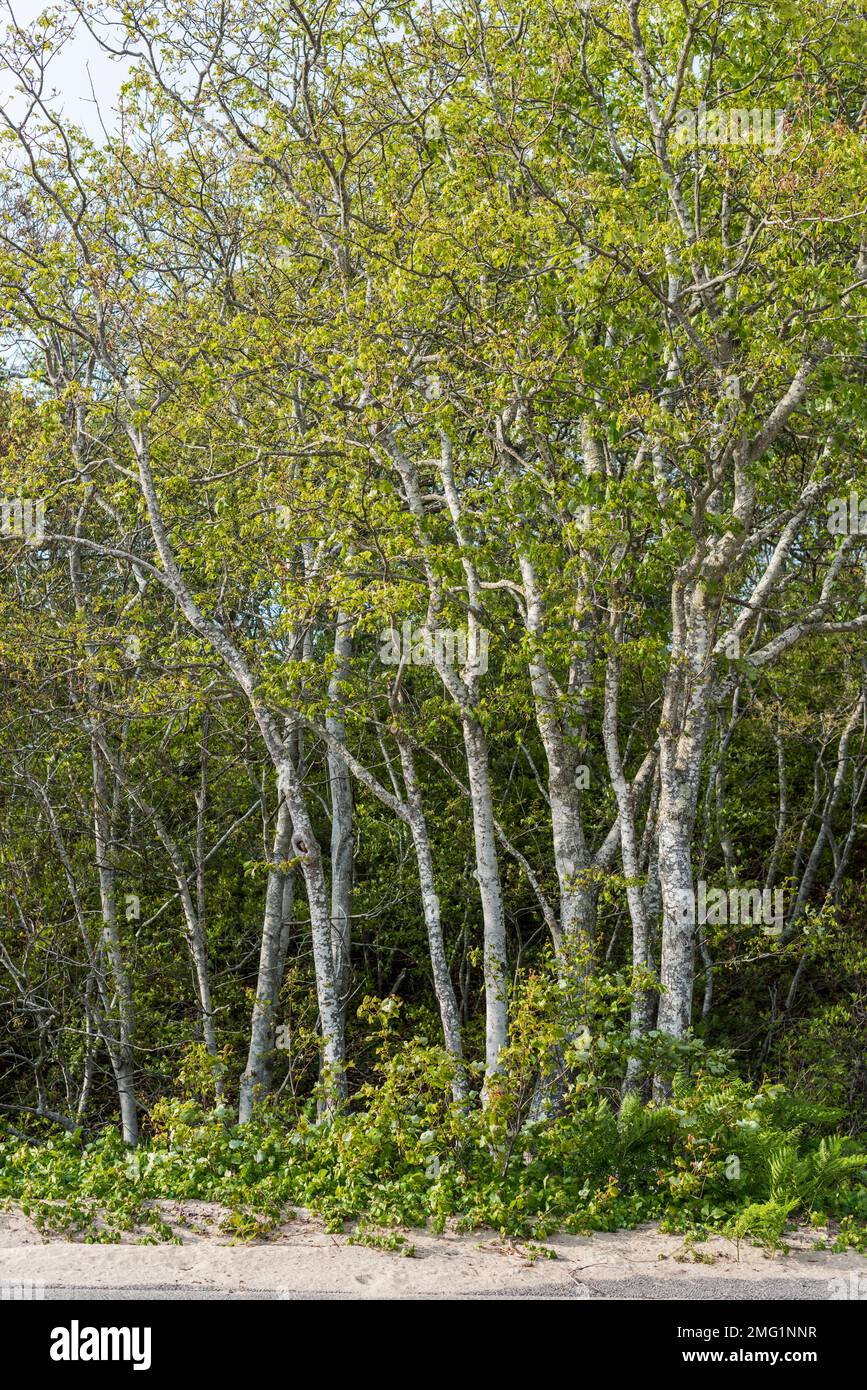 Birch trees and sand on the roadside, Herring Cove Beach, Provincetown