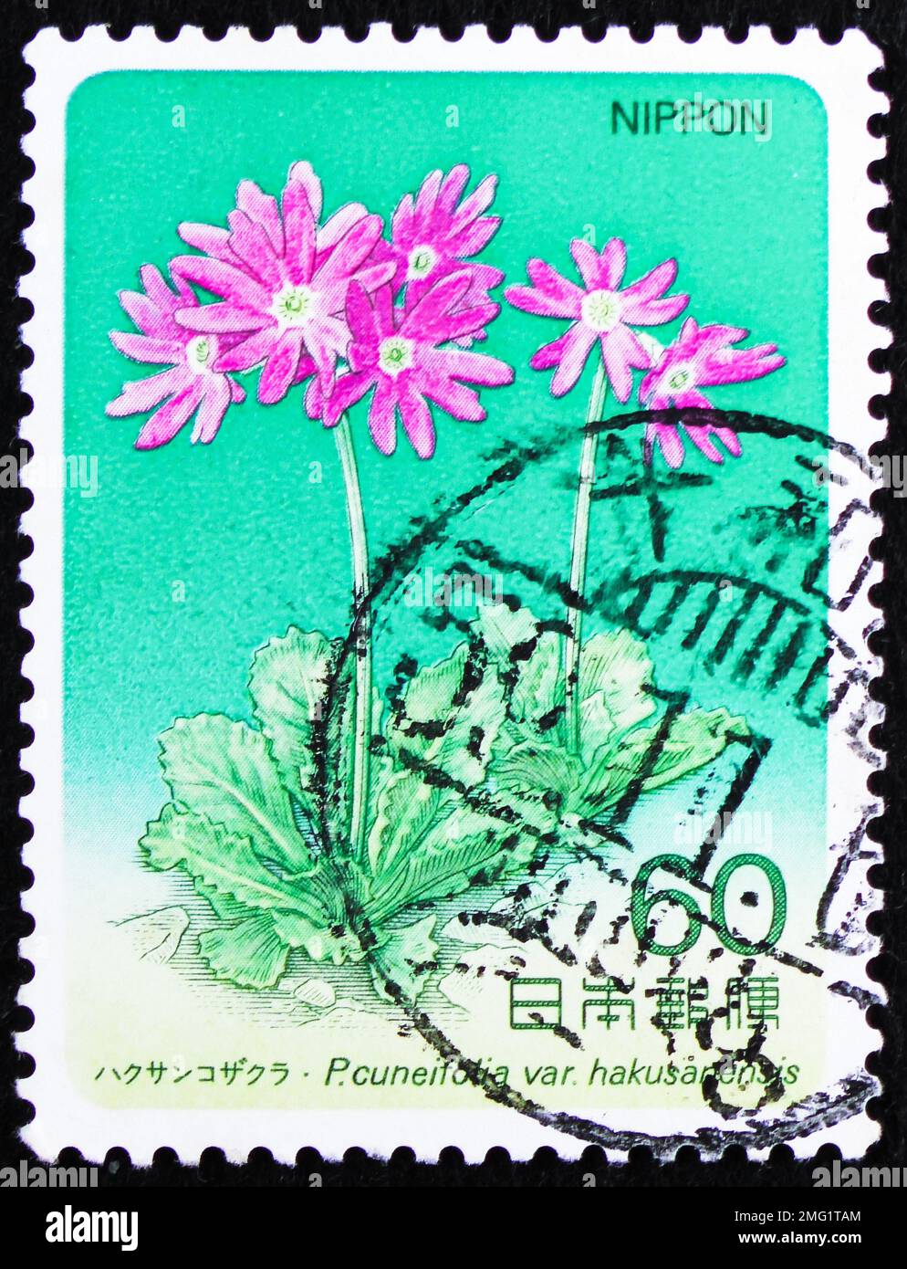 MOSCOW, RUSSIA - DECEMBER 25, 2022: Postage stamp printed in Japan shows Alpine plant (Psychotria cuneifolia), Alpine Plants (2nd series) serie, circa Stock Photo