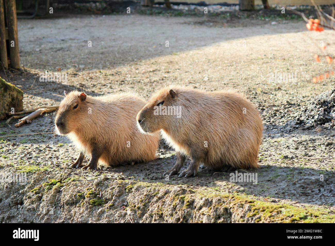 zoo-animals-in-germany-stock-photo-alamy