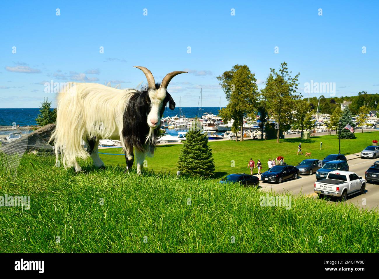 Goats graze on the grassy roof of Al Johnson's Swedish Restaurant and outdoor Stabbur Bar and Kitchen, Door County, Sister Bay, WI, USA Stock Photo