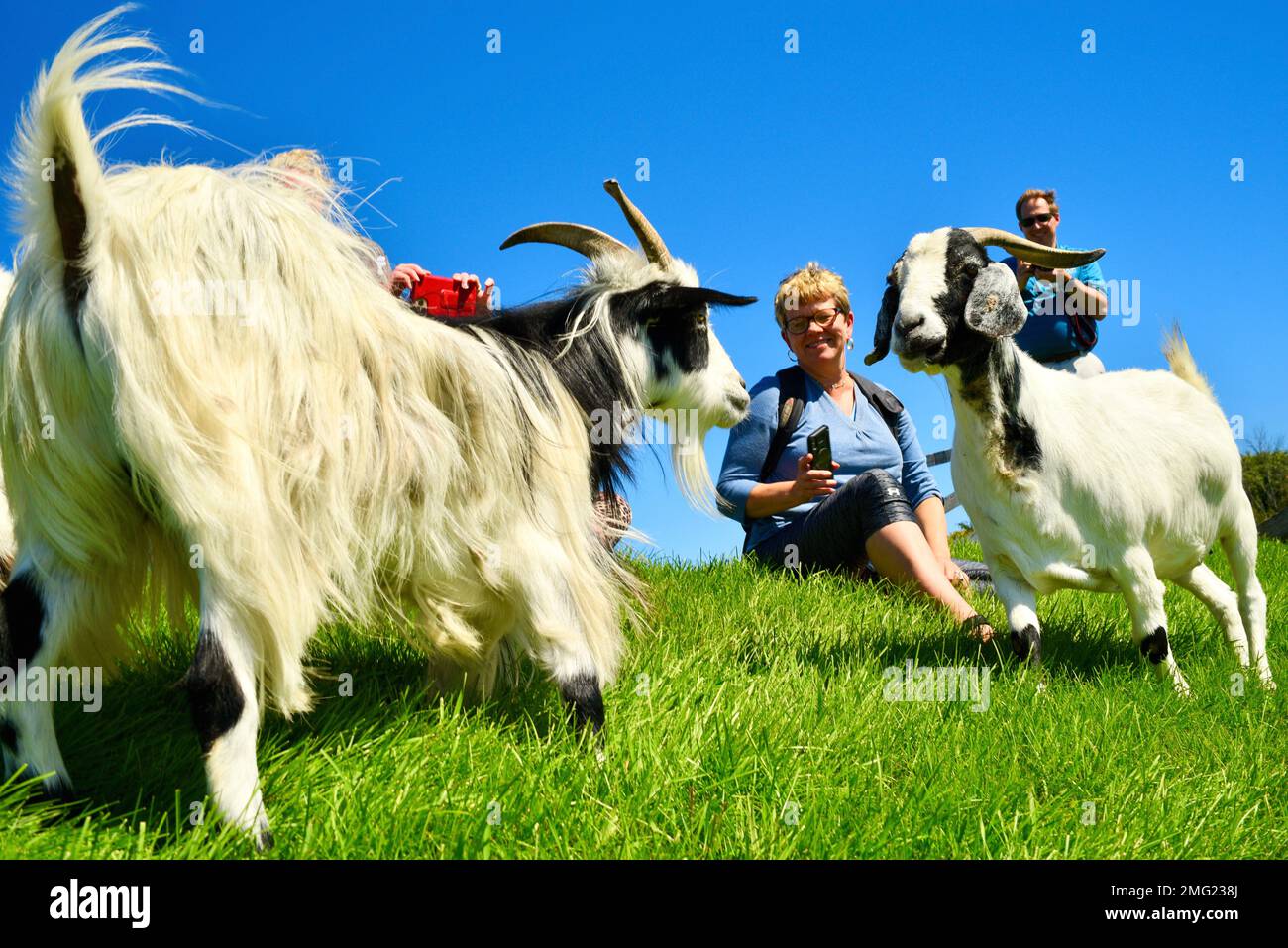 Goats graze on the grassy roof of Al Johnson's Swedish Restaurant and outdoor Stabbur Bar and Kitchen, Door County, Sister Bay, WI, USA Stock Photo