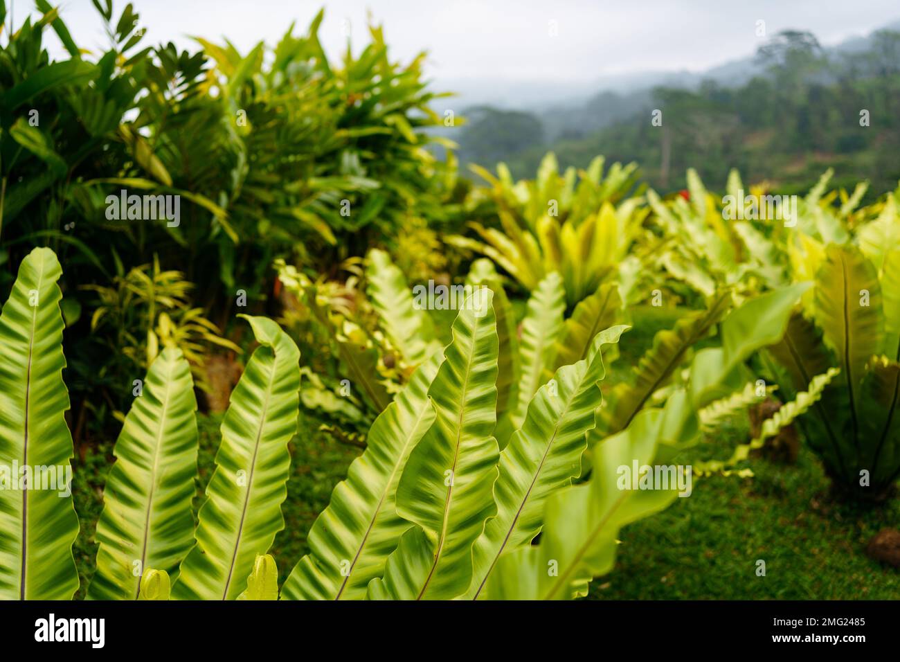Beautiful and fresh green plants in garden, Sri Lanka Stock Photo Alamy