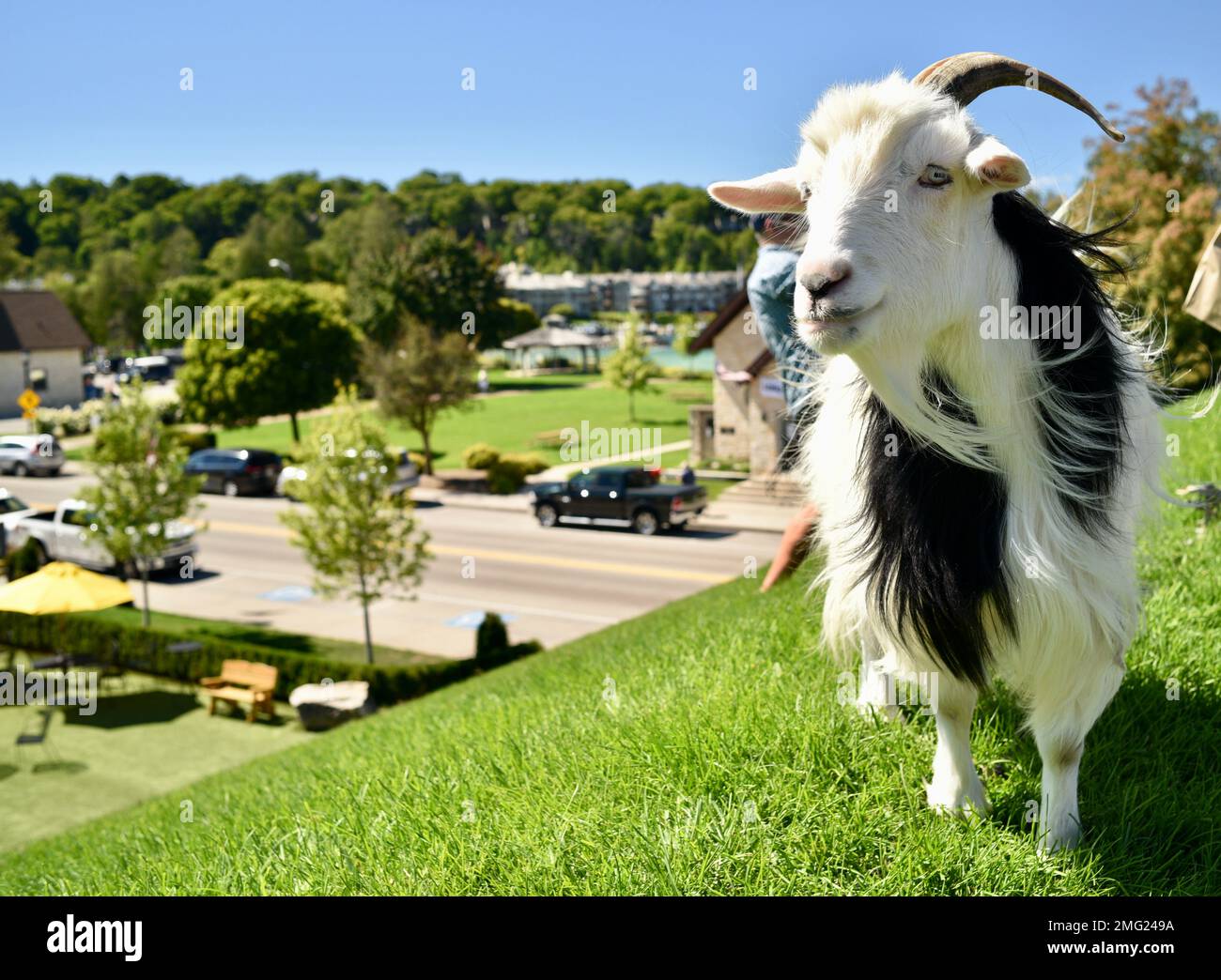 Goats graze on the grassy roof of Al Johnson's Swedish Restaurant and