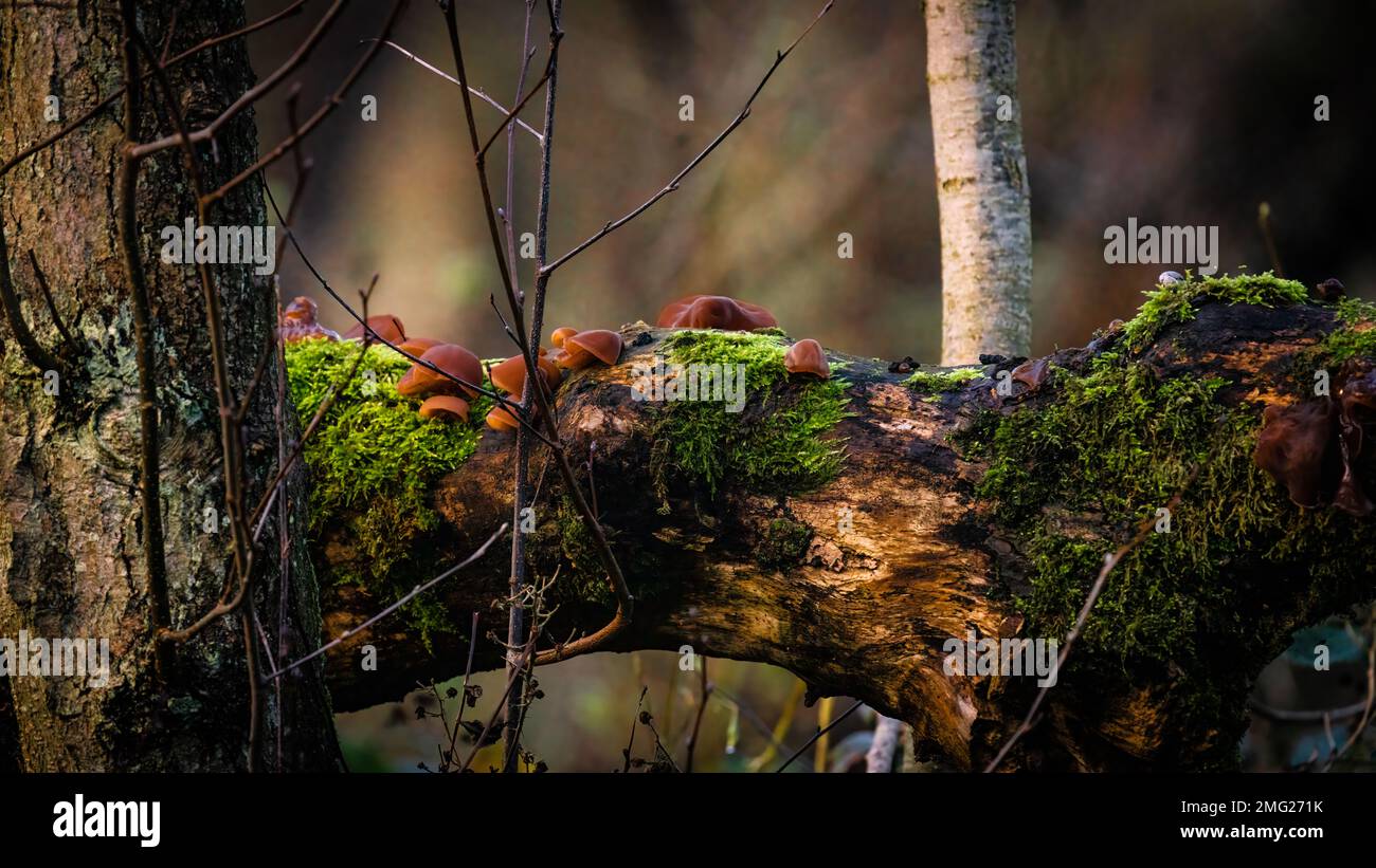 Moss in nature hi-res stock photography and images - Alamy