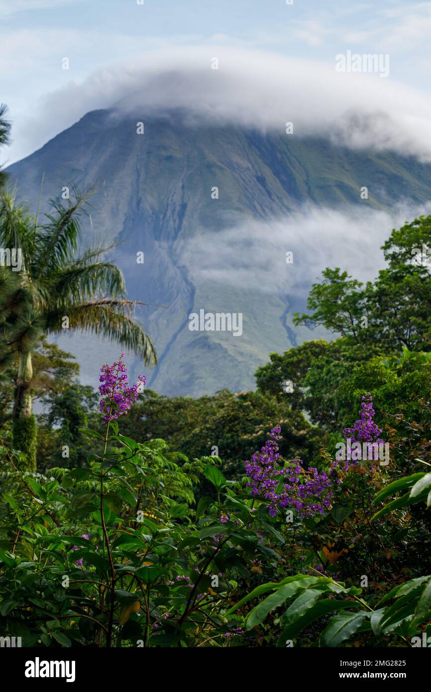 Arenal Volcano with tropical forrest and purple flowers, Arenal Volcano National Park, La Fortuna, Costa Rica. Stock Photo
