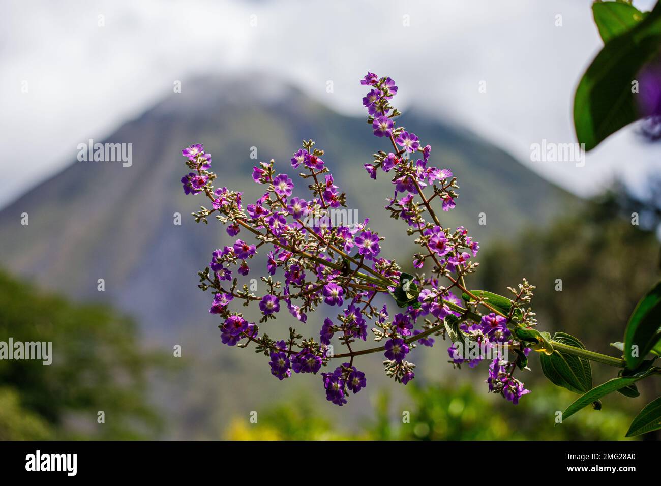 Arenal Volcano with purple flowers at the Arenal Volcano Observatory Lodge, Arenal Volcano National Park, Alajuela, Costa Rica. Stock Photo