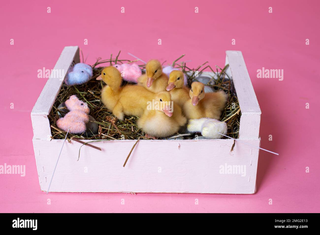 Easter decorated interior with colorfull eggs and ducklings Stock Photo