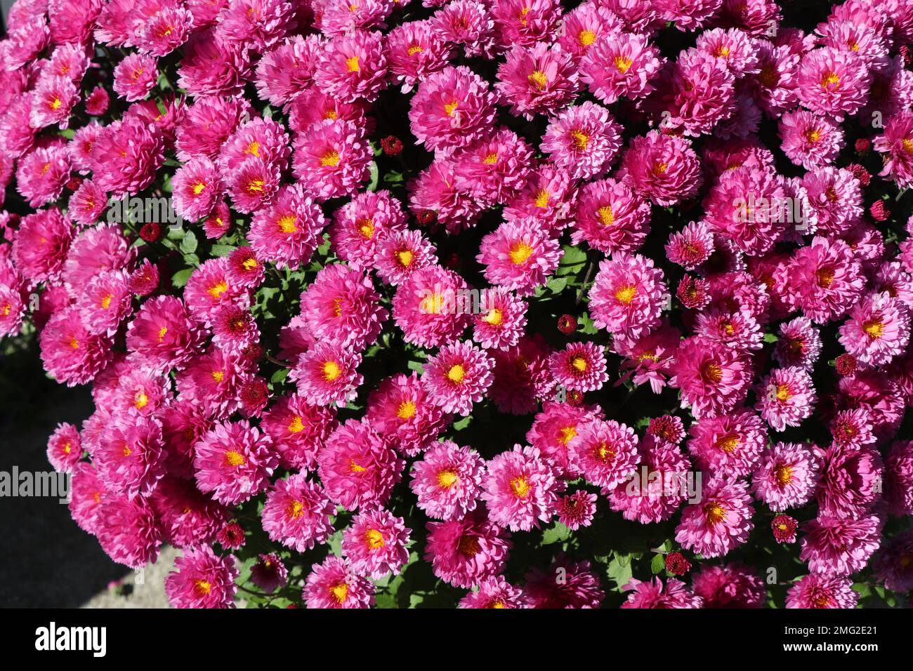 Blooming pink Chrysanthemum flowers in the garden Stock Photo Alamy