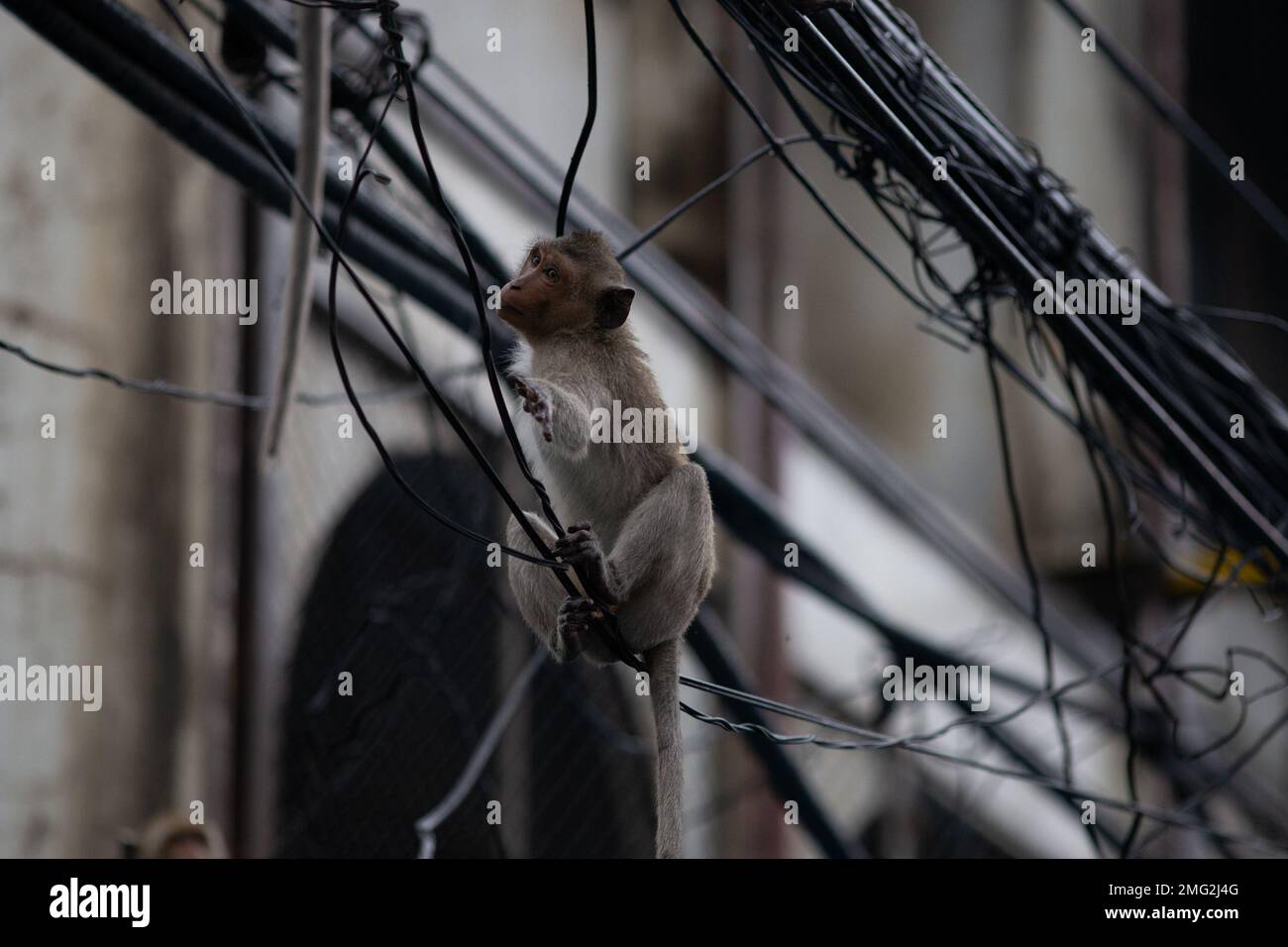 Climbing wires hi-res stock photography and images - Alamy