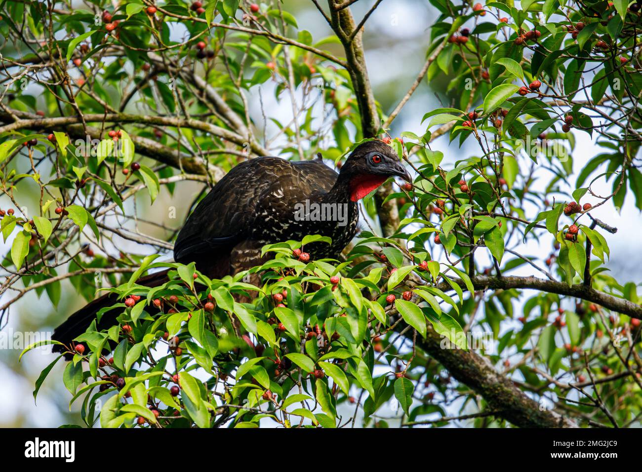 Crested guan (Penelope purpurascens) foraging in the trees in Arenal Volcano National Park, Providencia de Alajuela, Costa Rica. Stock Photo