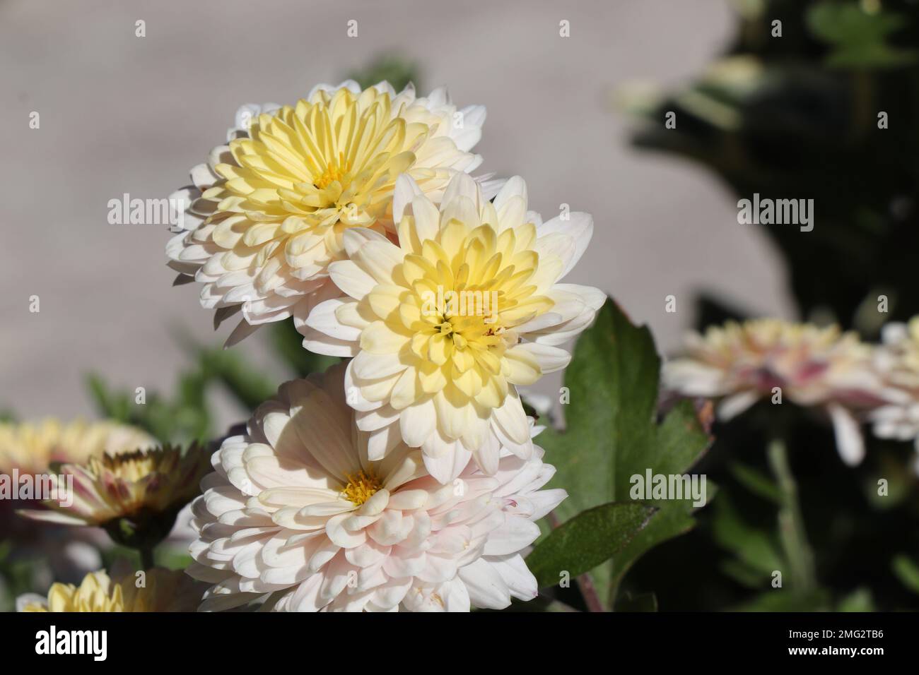 Blooming Yellow Chrysanthemum in garden. Stock Photo