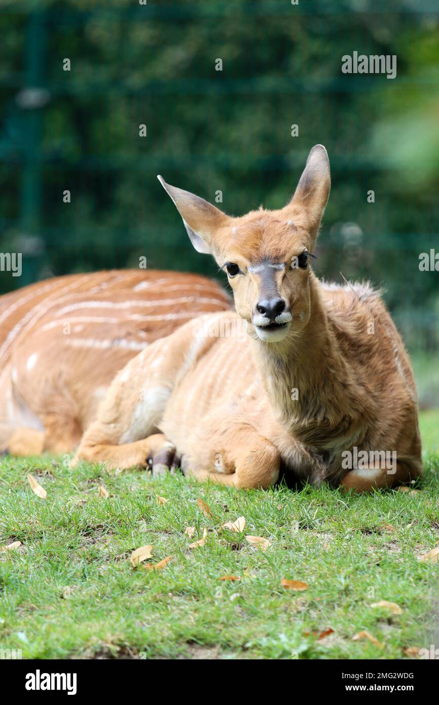 Zoo adventure hi-res stock photography and images - Alamy