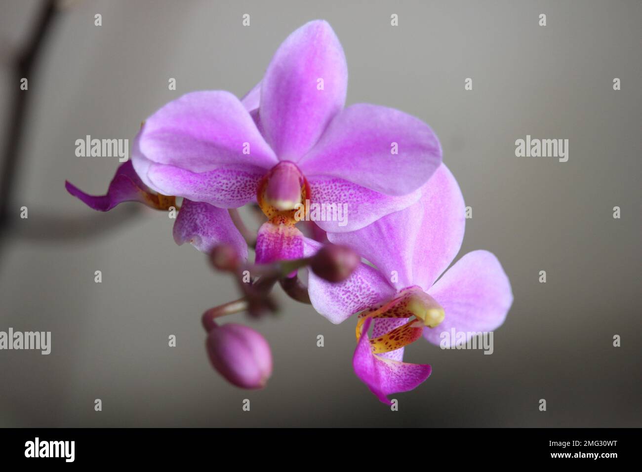purple doritis orchid flower with blurry background Stock Photo - Alamy