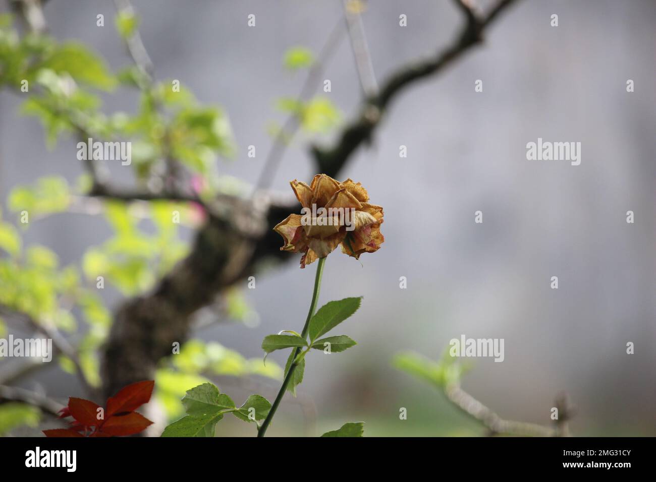 withered roses die dry after expanding Stock Photo Alamy