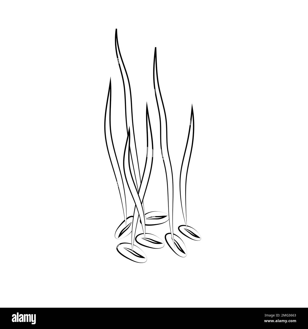 Sprouted wheat seeds. Germinated wheat icon sign. Plant illustration