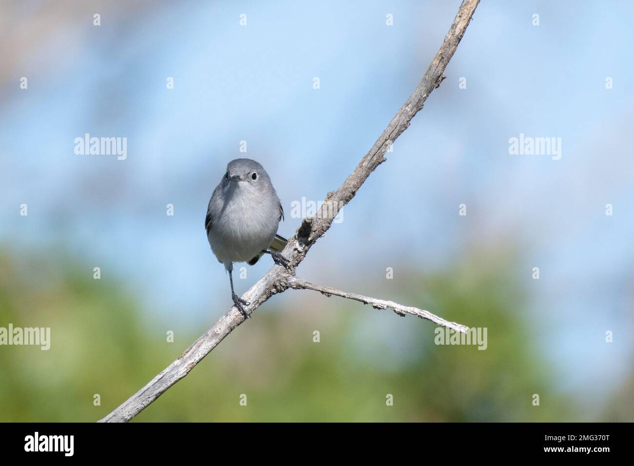 Bluegray gnatcatcher bird maintains firm grip on tree branch perch while remaining alert. Stock Photo