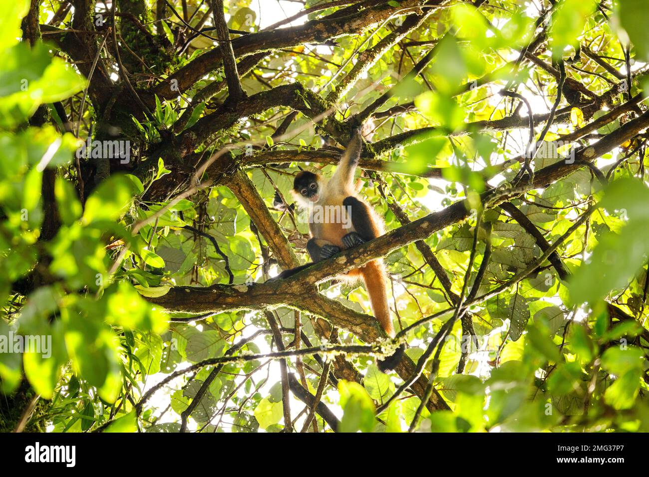 Geoffroy's spider monkey (Ateles geoffroyi) in the forrest of Arenal Volcano National Park, Providencia de Alajuela, Costa Rica. Stock Photo