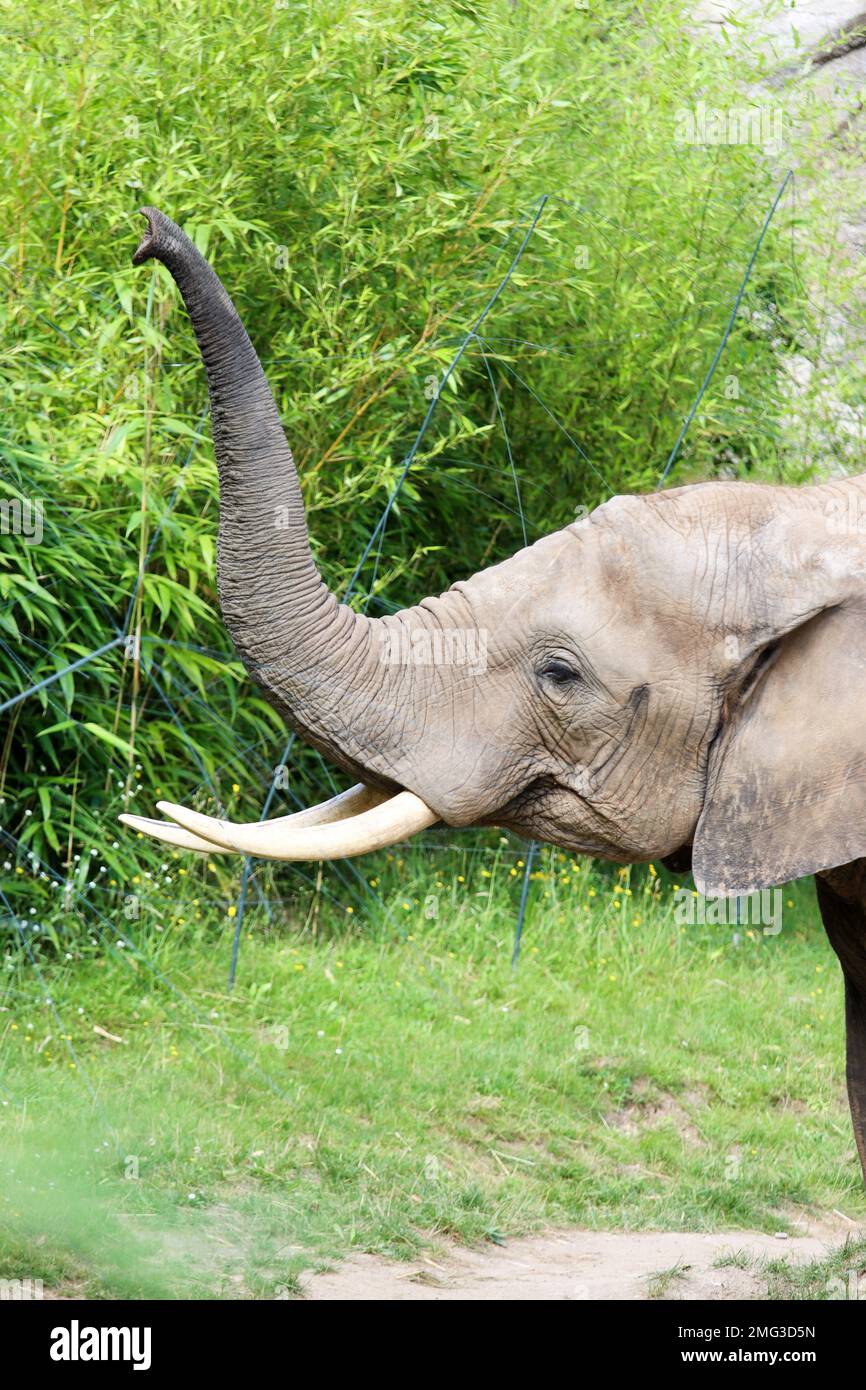 zoo-animals-in-germany-stock-photo-alamy