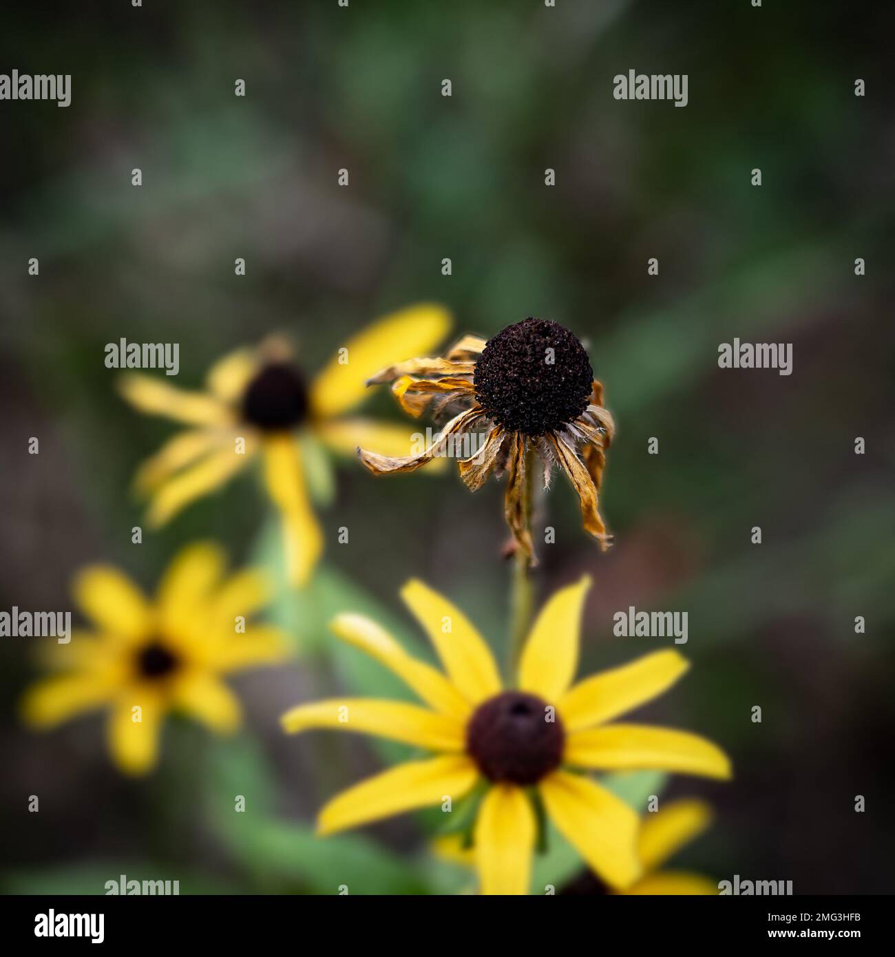 Wilted and decaying black-eyed susan daisy flower blossom in focus, in ...