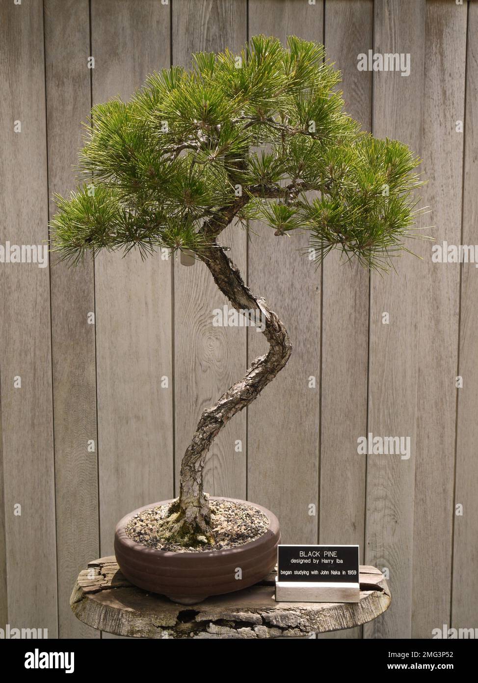 Bonsai Black Pine (Pinus nigra), designed by Harry Iba, in the Bonsai ...