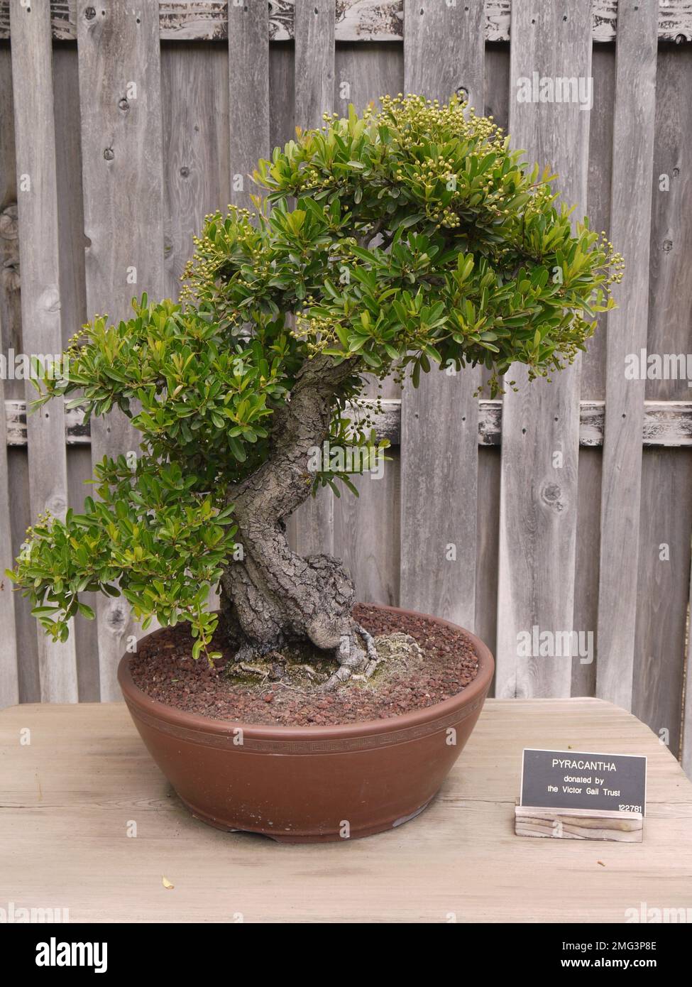Bonsai Pyracantha (Firethorn), donated by the Victor Gail Trust to the Bonsai Collection at Huntington Botanical Gardens, San Marino Stock Photo