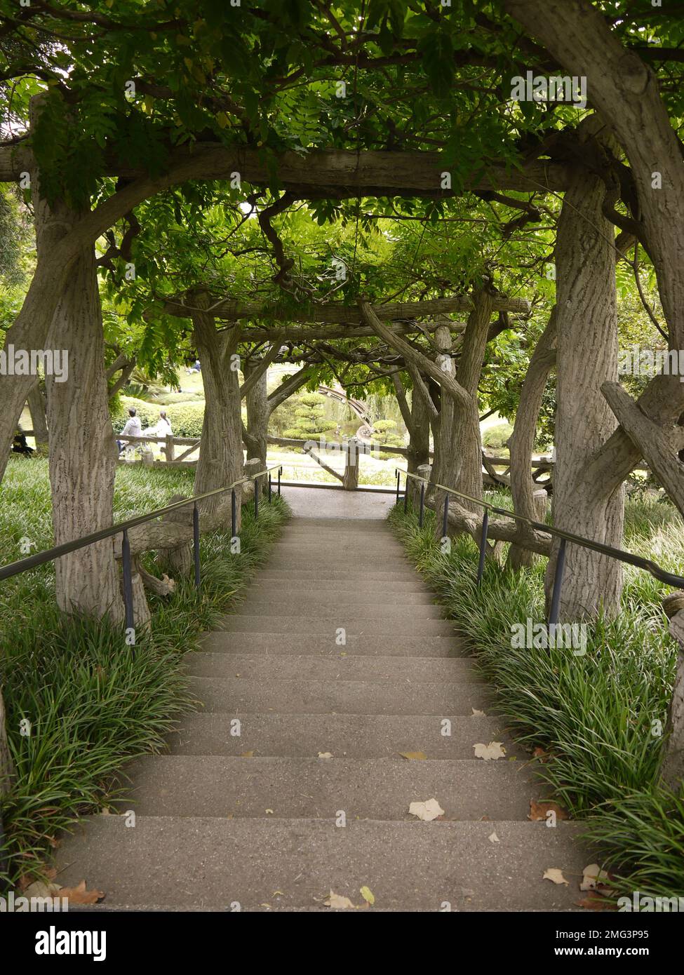 Wisteria Walkway in the Japanese Garden, Huntington Botanical Gardens, San Marino Stock Photo