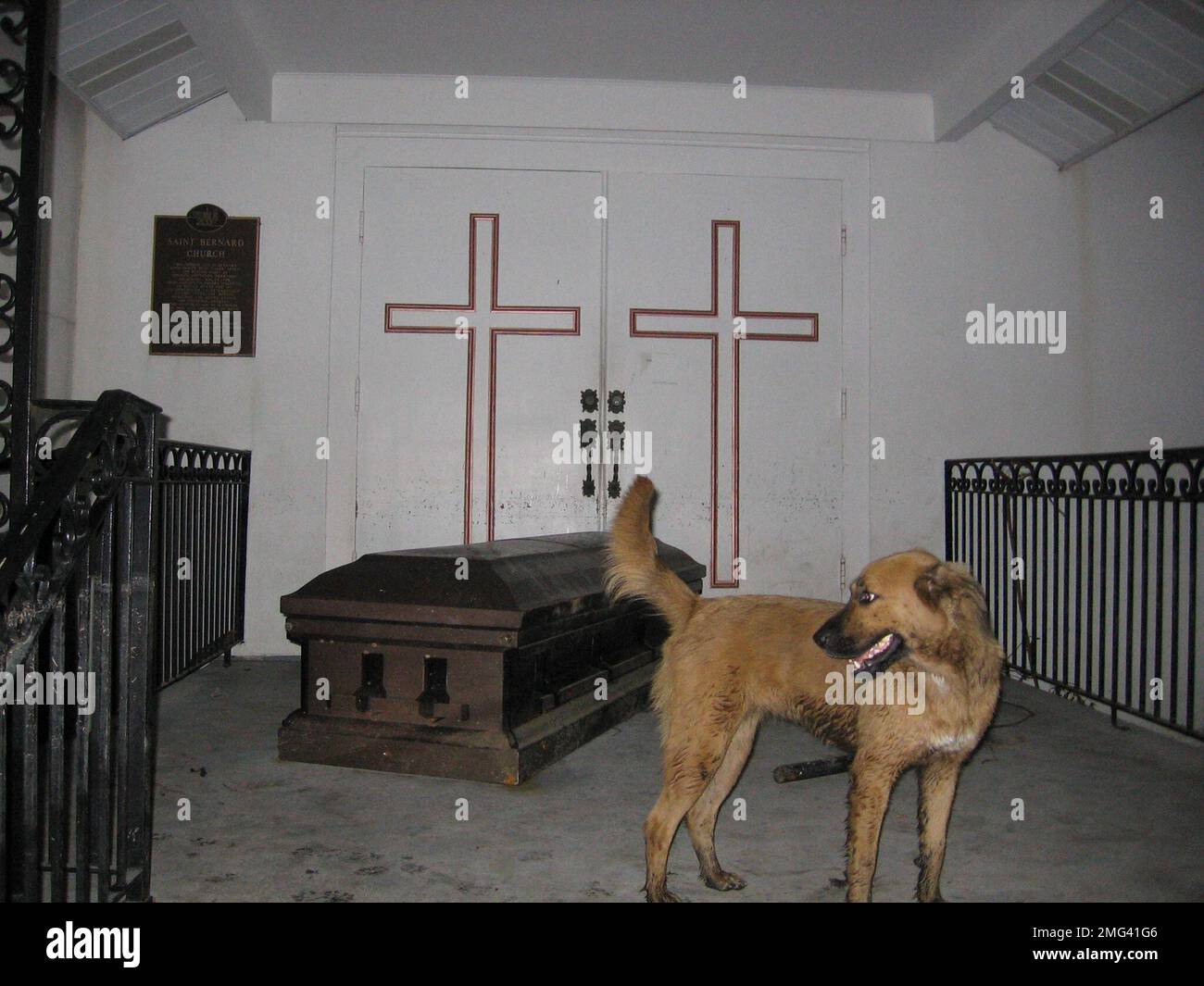Animals - Rescue - 26-HK-60-21. Dog with coffin at church-taken by AST Milam. Hurricane Katrina Stock Photo