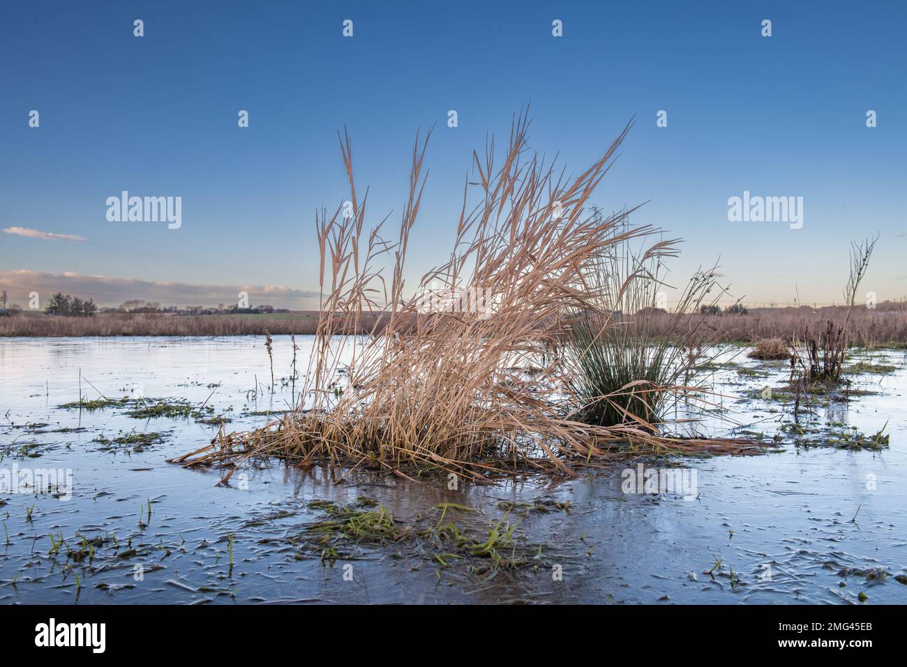 Reed canary grass, (Phalaris arundinacea), in a frozen pond with a blue sky at Ury Riverside Park, Inverurie, Aberdeenshire, Scotland, UK Stock Photo