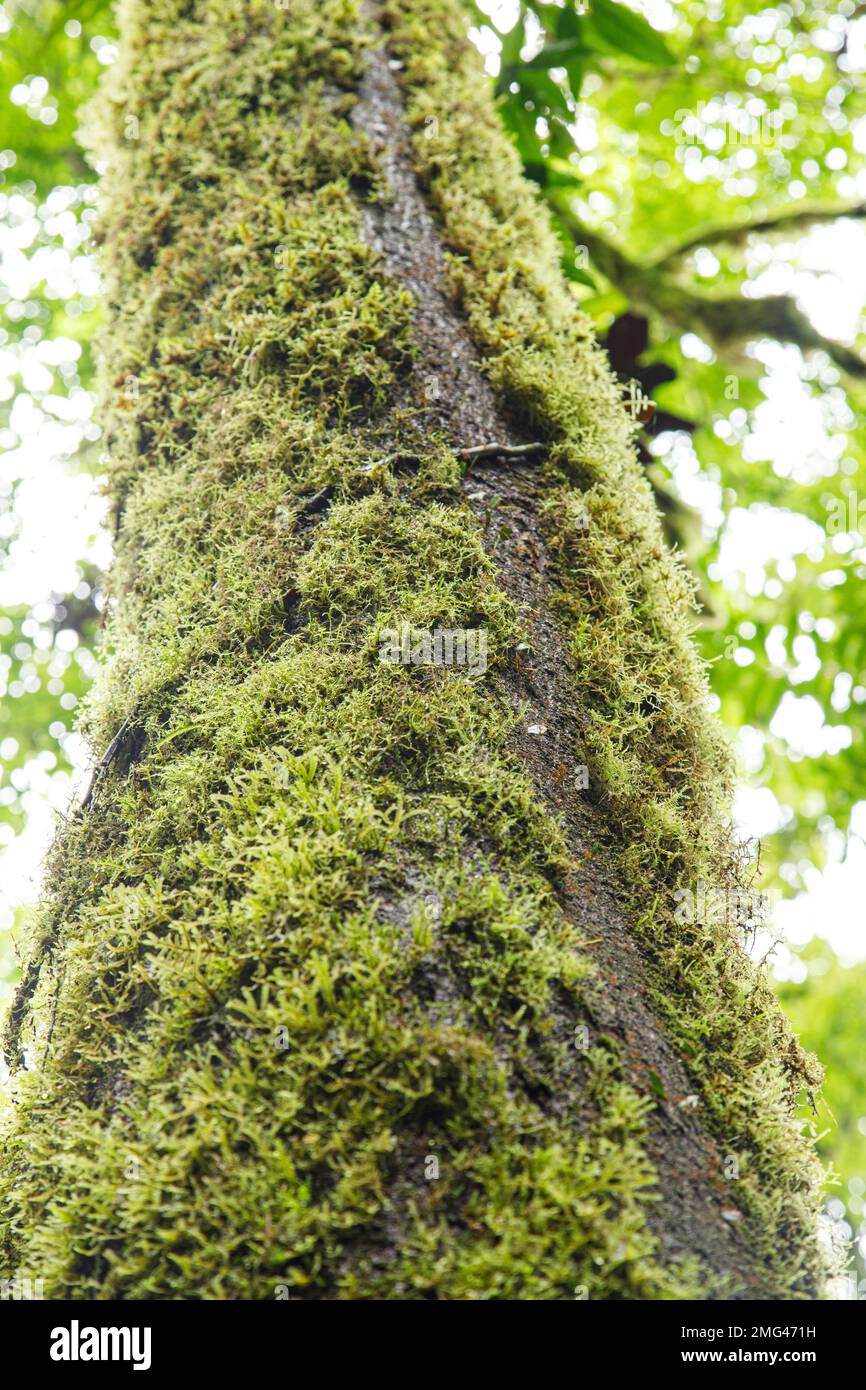 Path worn on tree moss by leafcutter ants (Atta cephalotes) at Mistico Arenal Hanging Bridges Park, Alajuela Province, Costa Rica. Stock Photo