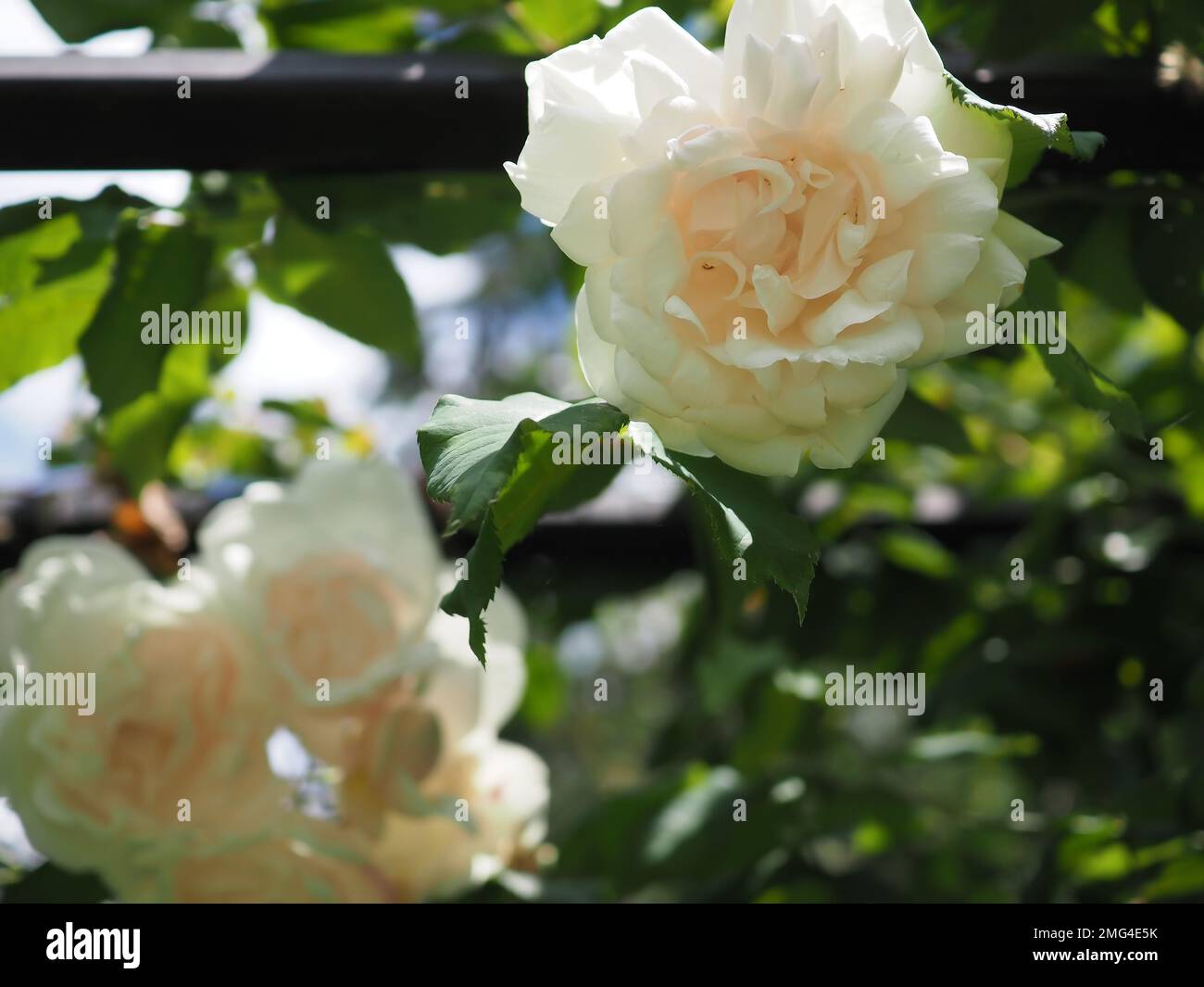 Close up of climbing David Austin rose Rosa Madame Alfred Carriere flowers on a support structure taken looking up in dappled sun in an English garden Stock Photo