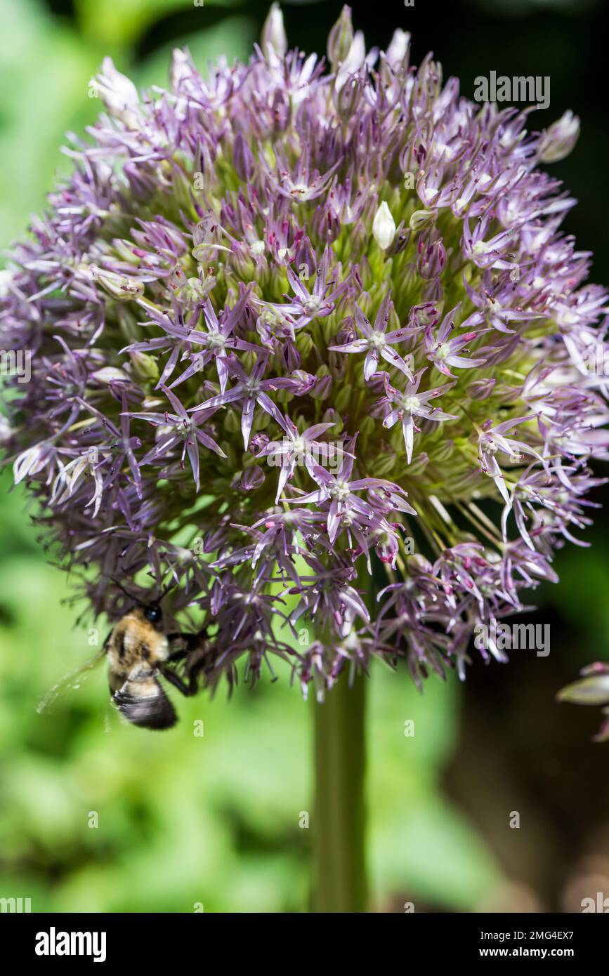 Pinball Wizard Allium with bumble bee pollinator Stock Photo