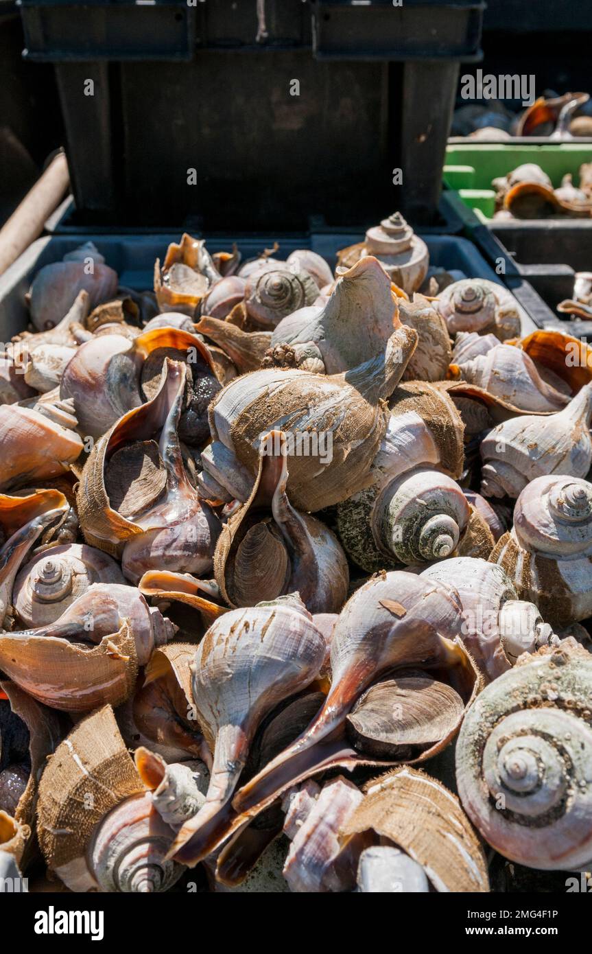 Fisherman's truck loaded with bins of freshly caught Conch, Chatham Pier, Cape Cod, USA Stock Photo