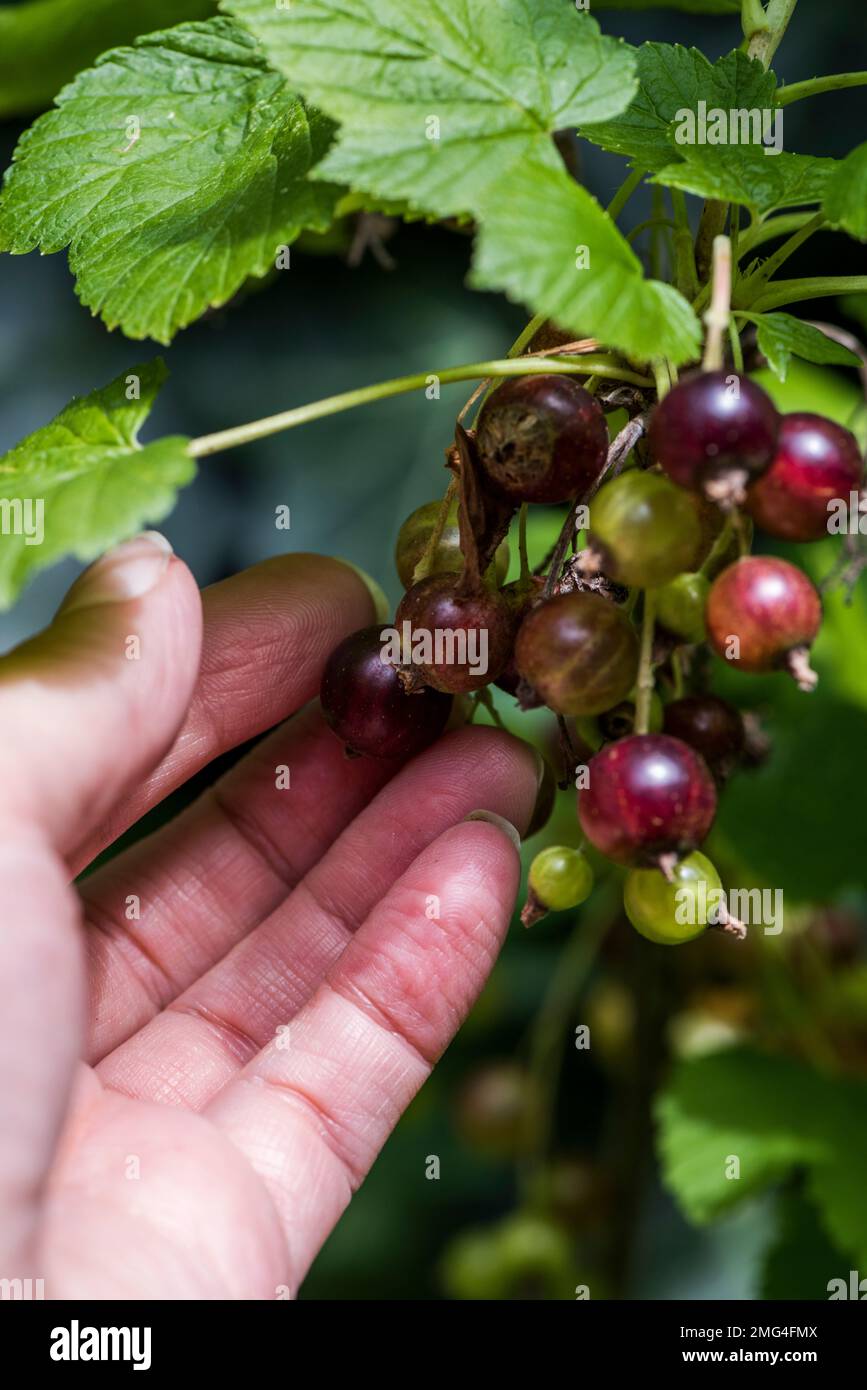 Hand showing black currants on their branch Stock Photo