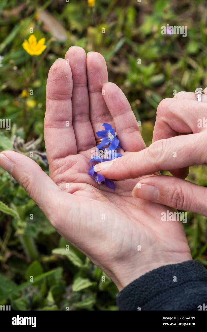Hands holding foraged wild borage flowers Stock Photo