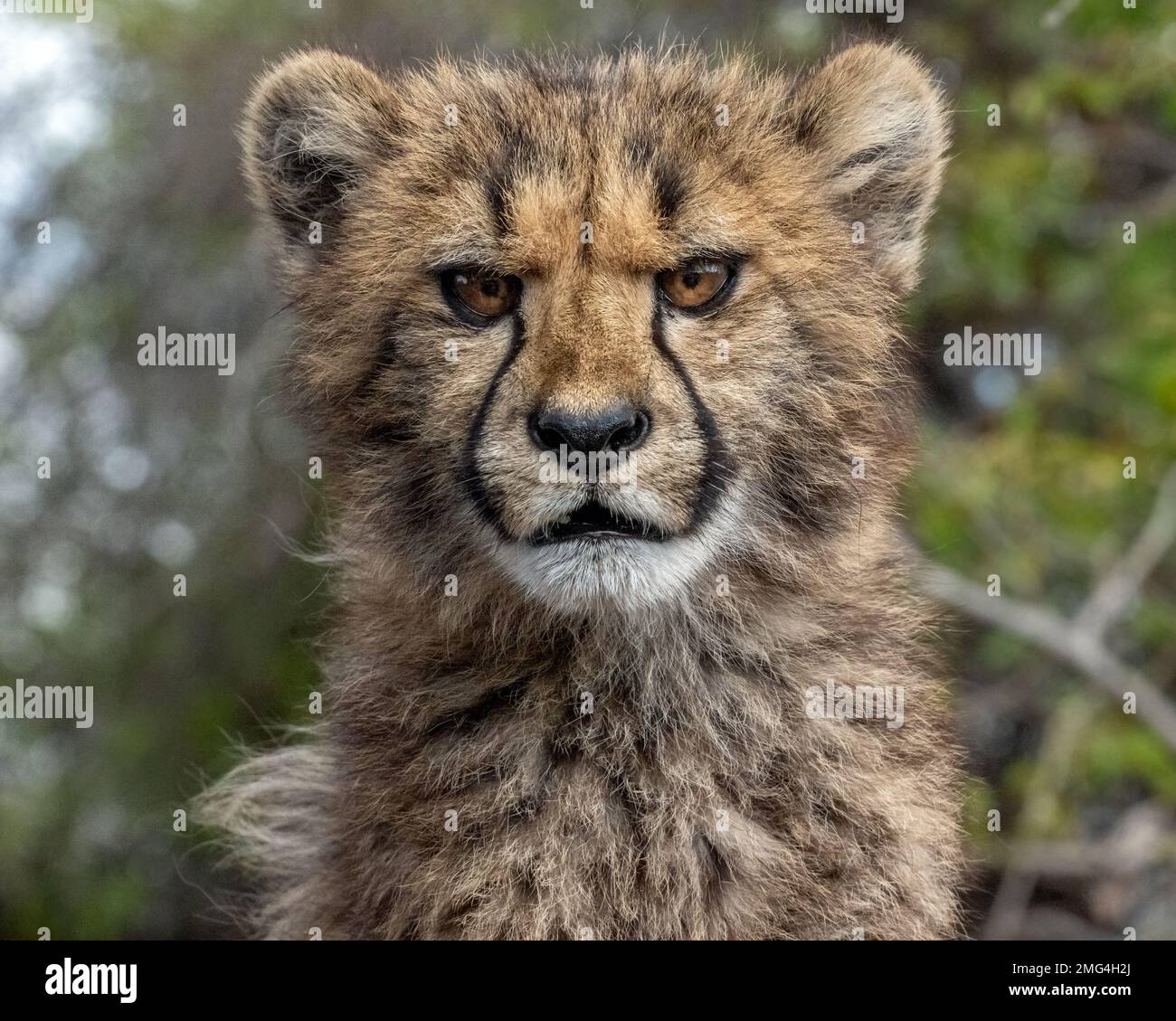 Cheetah Cub with a Cute Scowling Expression Stock Photo