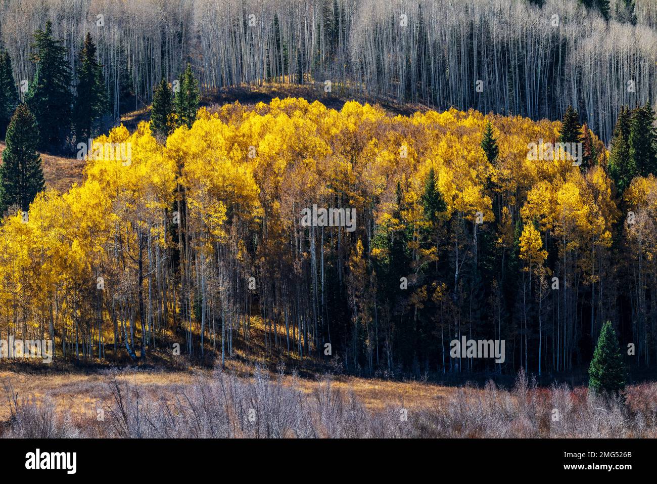 Fall foliage colors; Aspen Trees; Anthracite Range; West Elk Mountains near Kebler Pass; Colorado; USA Stock Photo