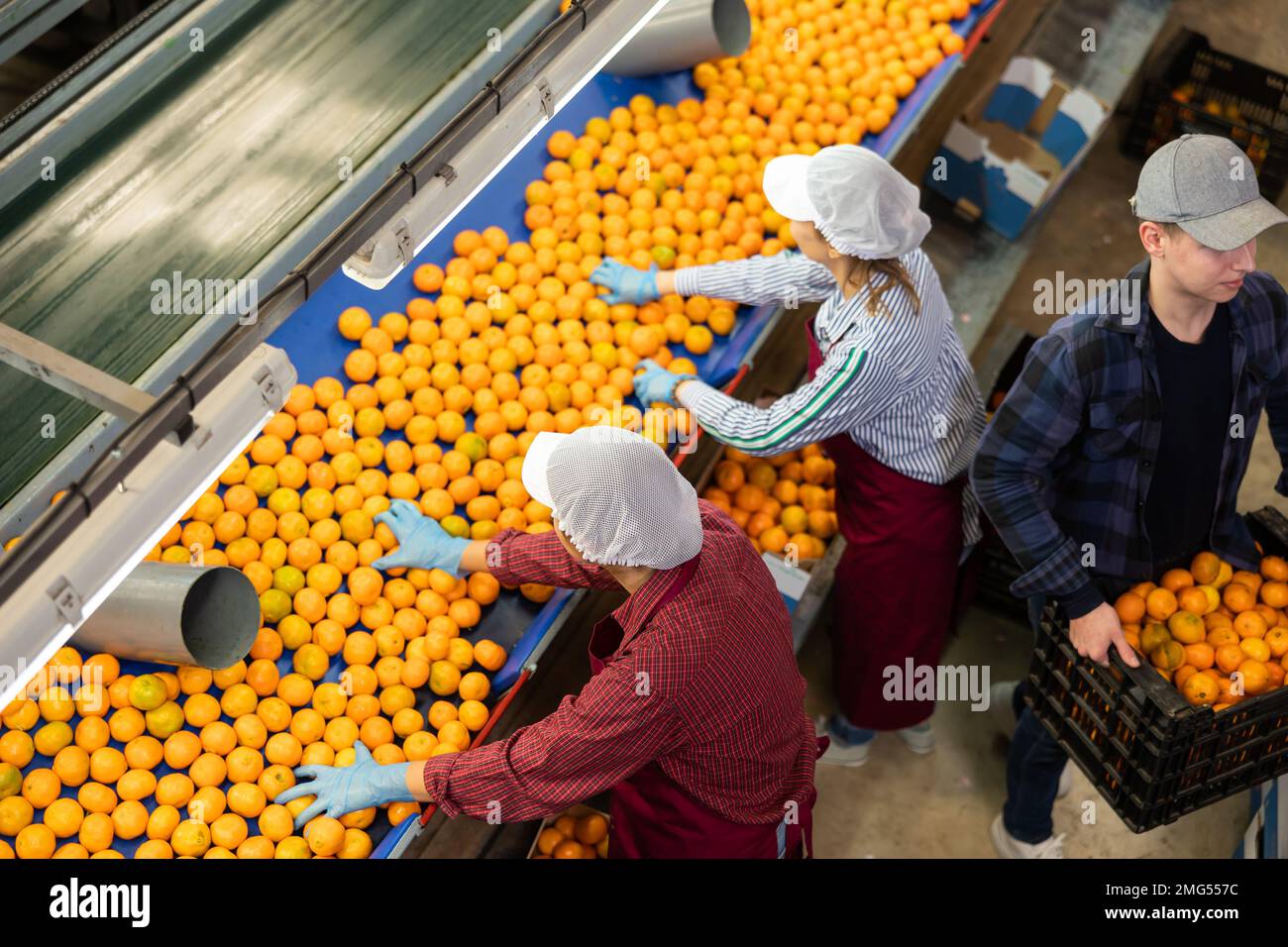 Group of people working at tangerines sorting factory line Stock Photo ...
