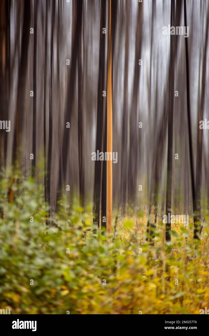 Blurred Trees Abstract in Canada Saskatchewan Scenic Stock Photo