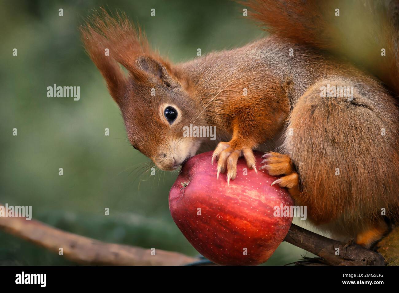 Squirrel on a branch nibbles a red apple and looks at the camera Stock Photo