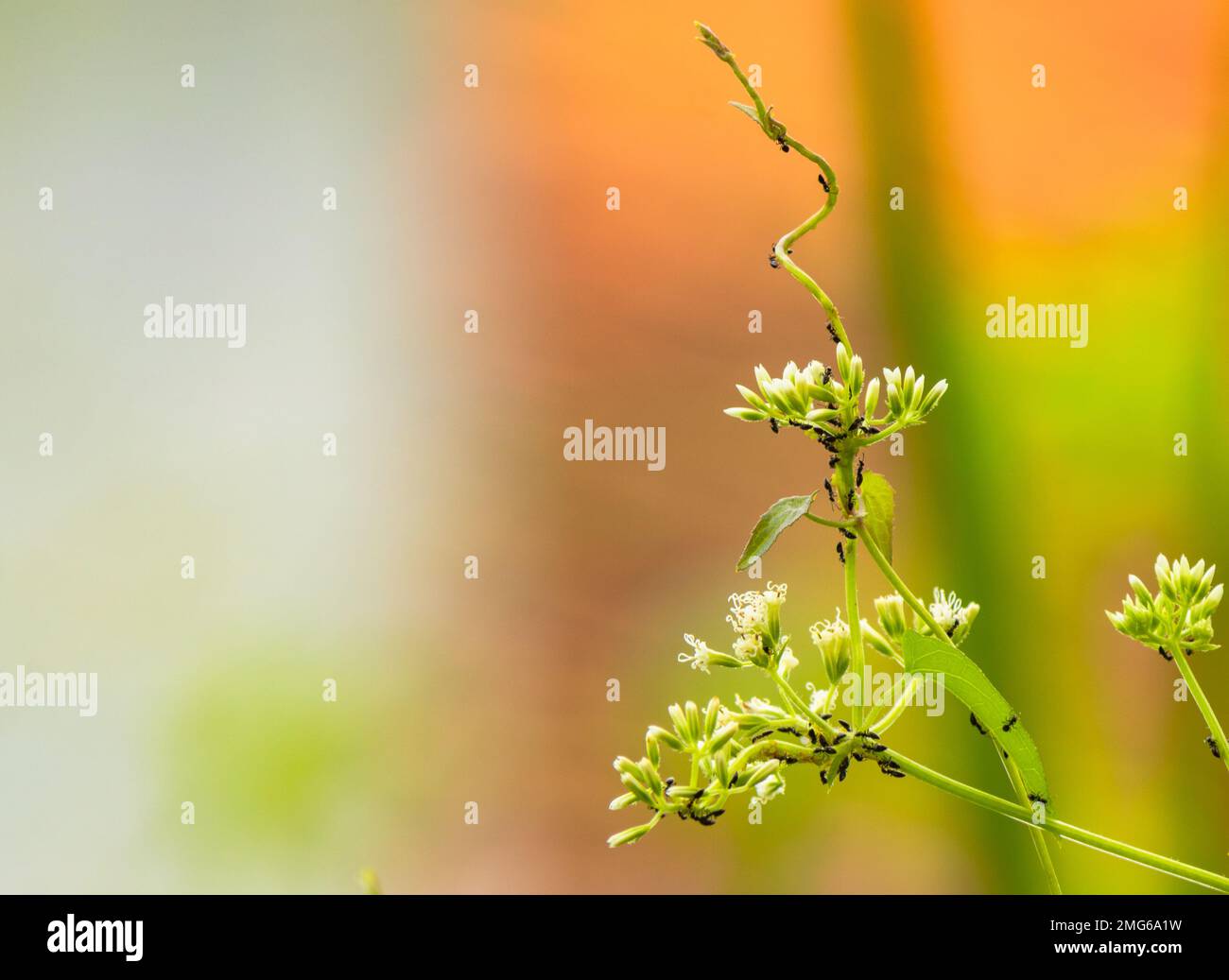 wild flower covered from ants, beautiful blurred background. Stock Photo
