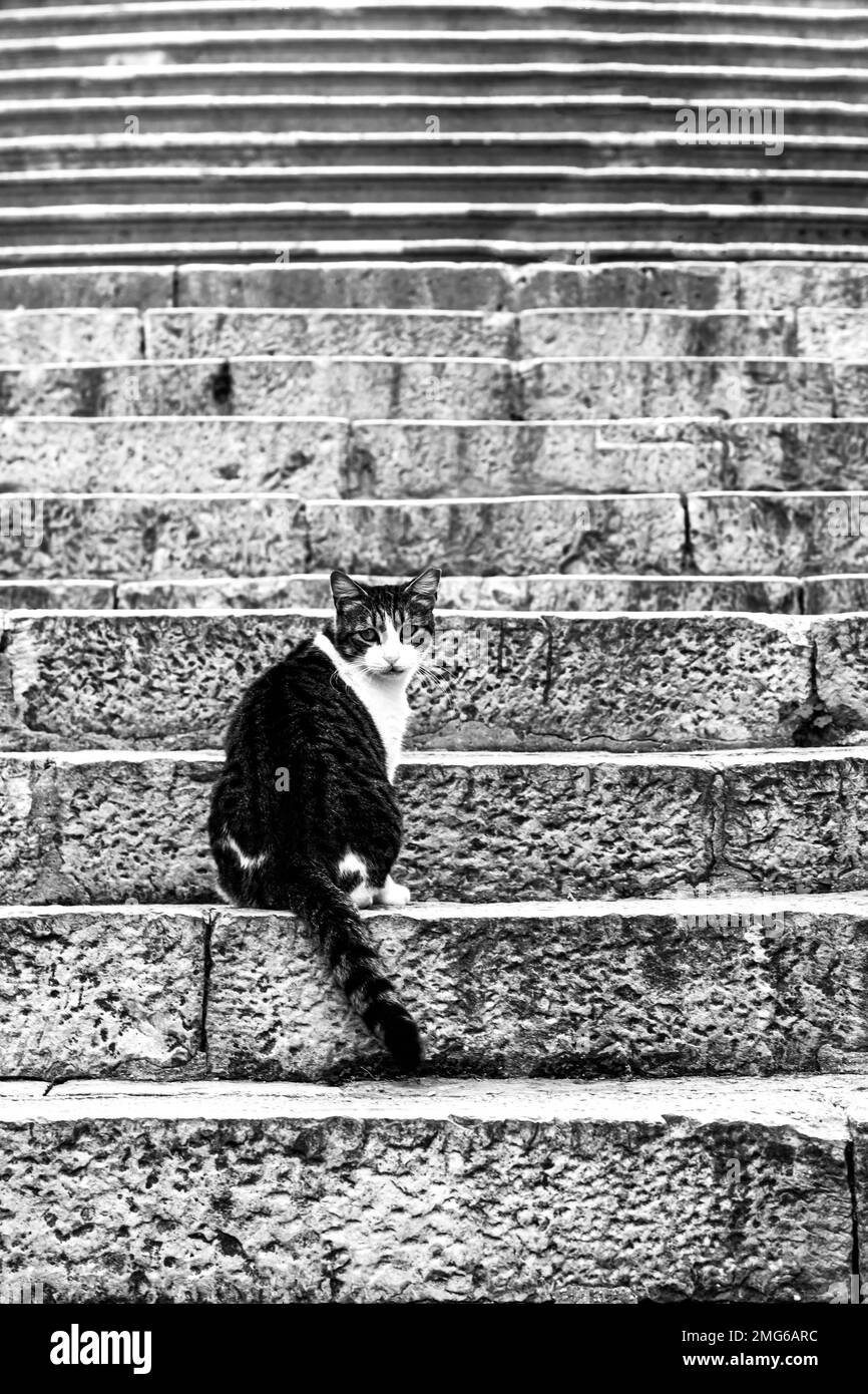 black and white image of a cat sitting on the stone steps Stock Photo ...