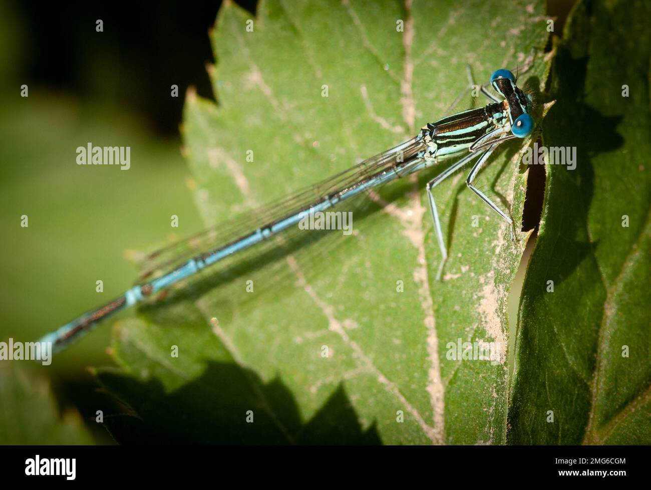 White legged damselflies hi-res stock photography and images - Alamy