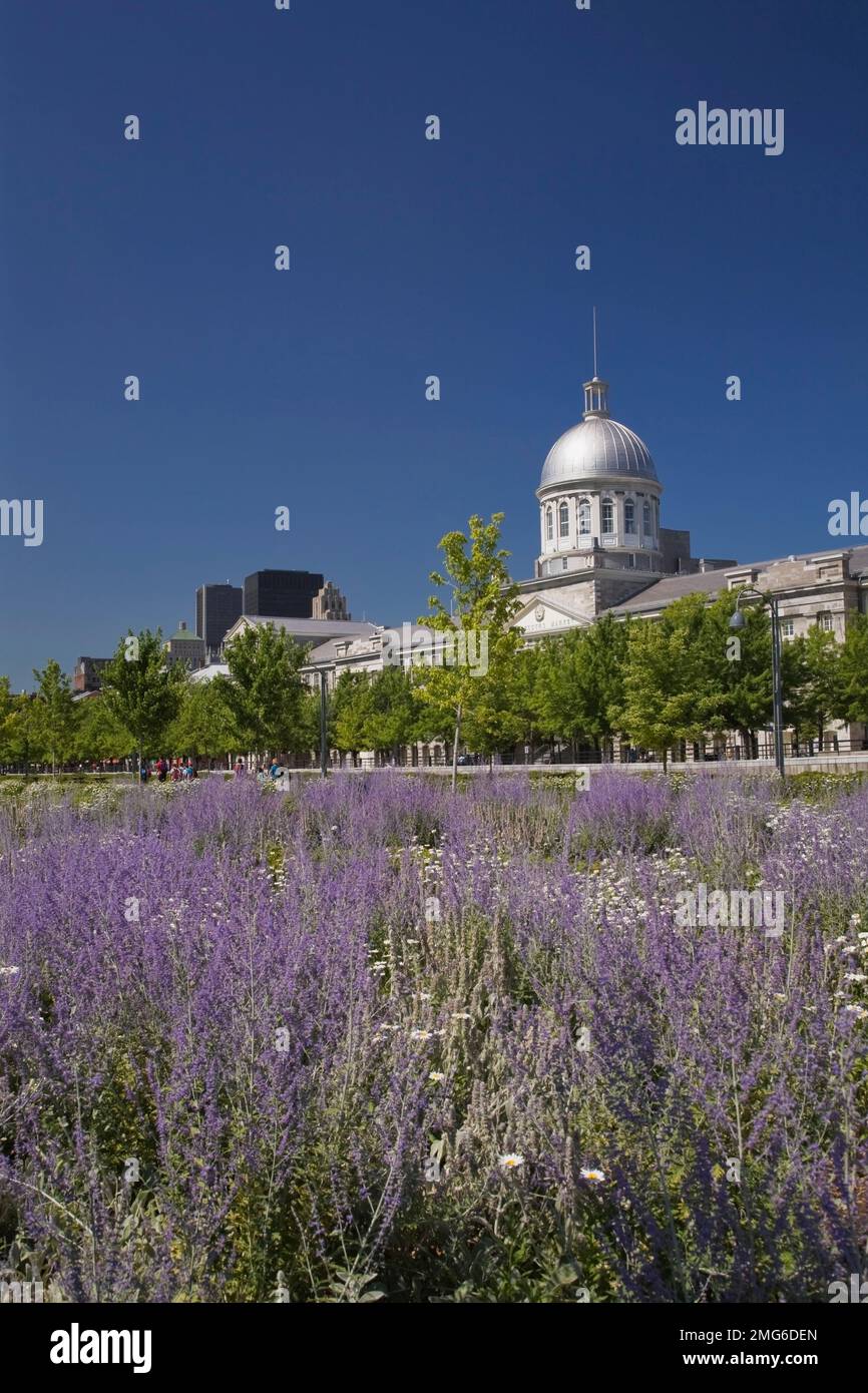 Field of lilac colored flowers and Bonsecours Market in summer, Old Montreal, Quebec, Canada