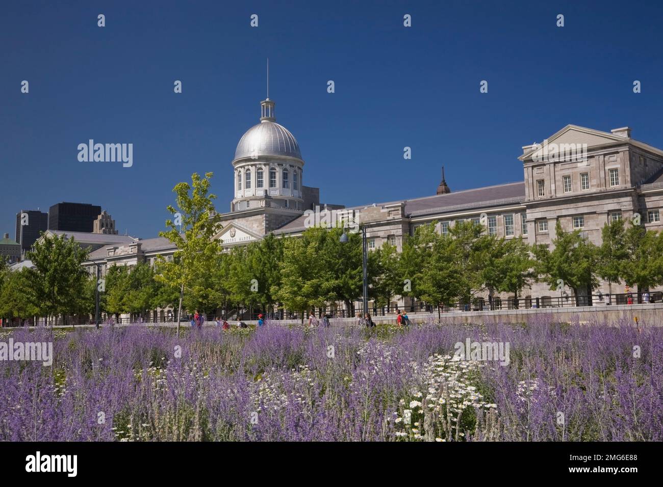 Field of lilac colored flowers and Bonsecours Market in summer, Old Montreal, Quebec, Canada. Stock Photo